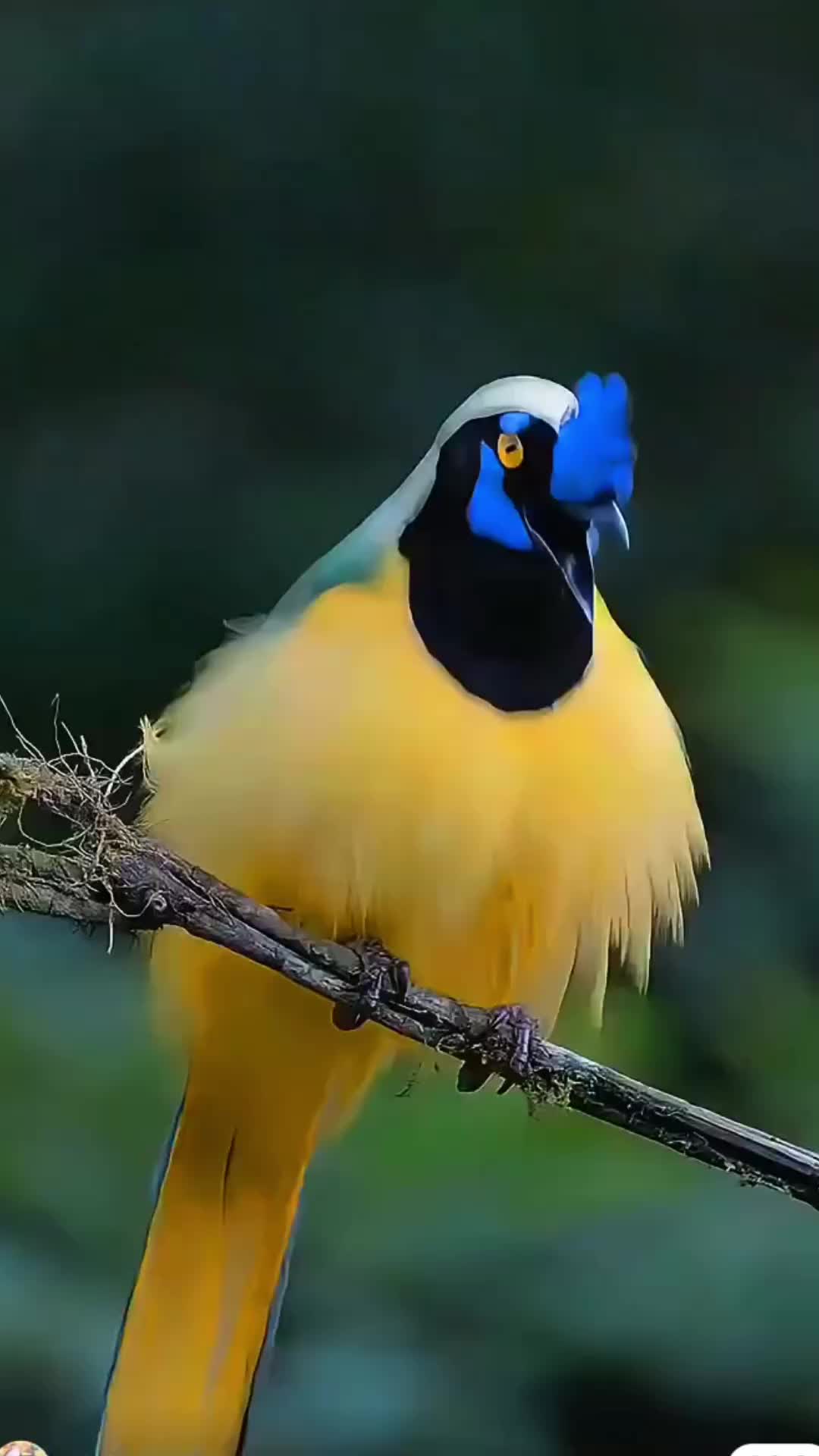 @🐈🕊Wild Life 🦜🦢