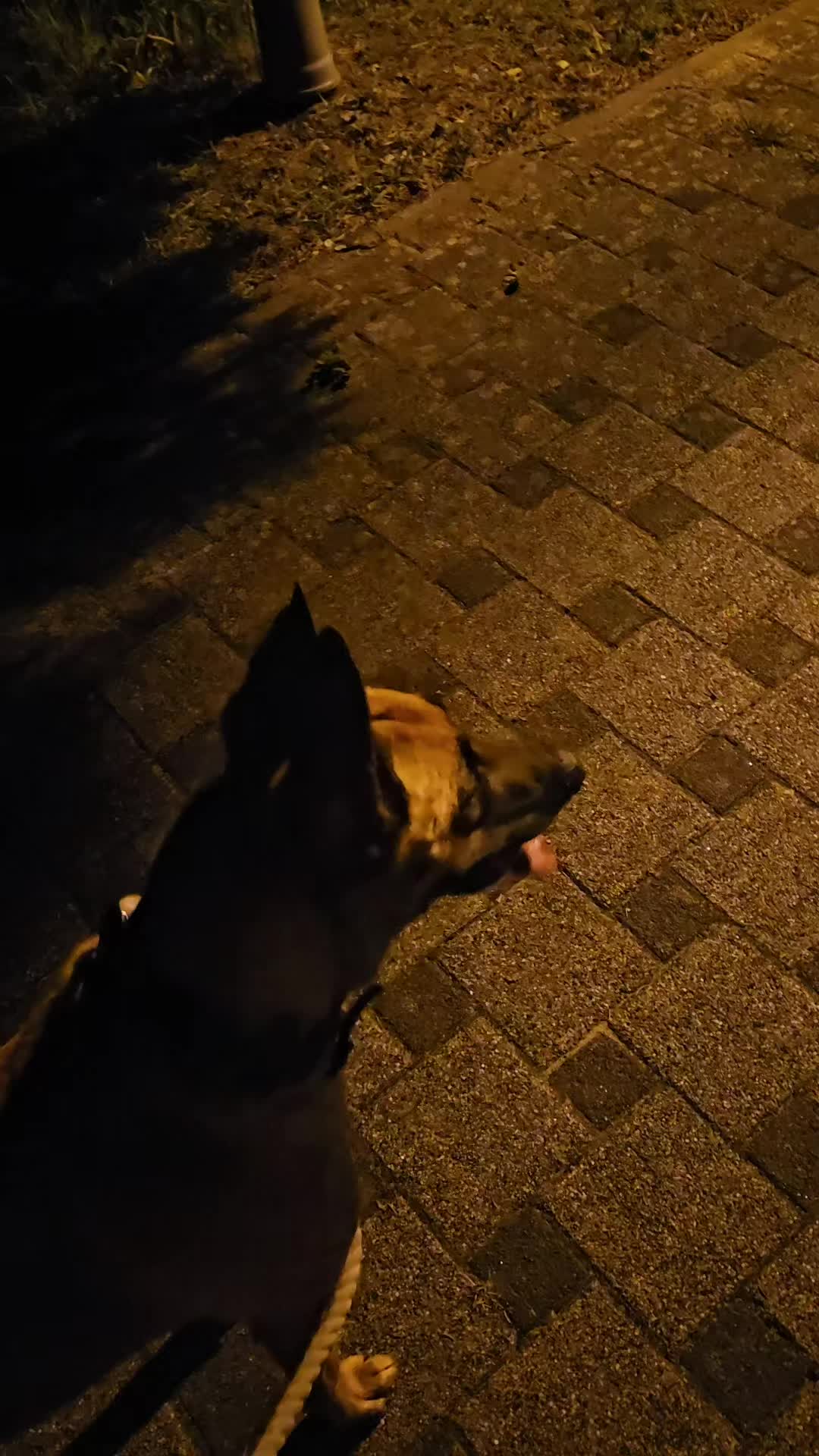 @Poppy Malinois, Korina & 🤡