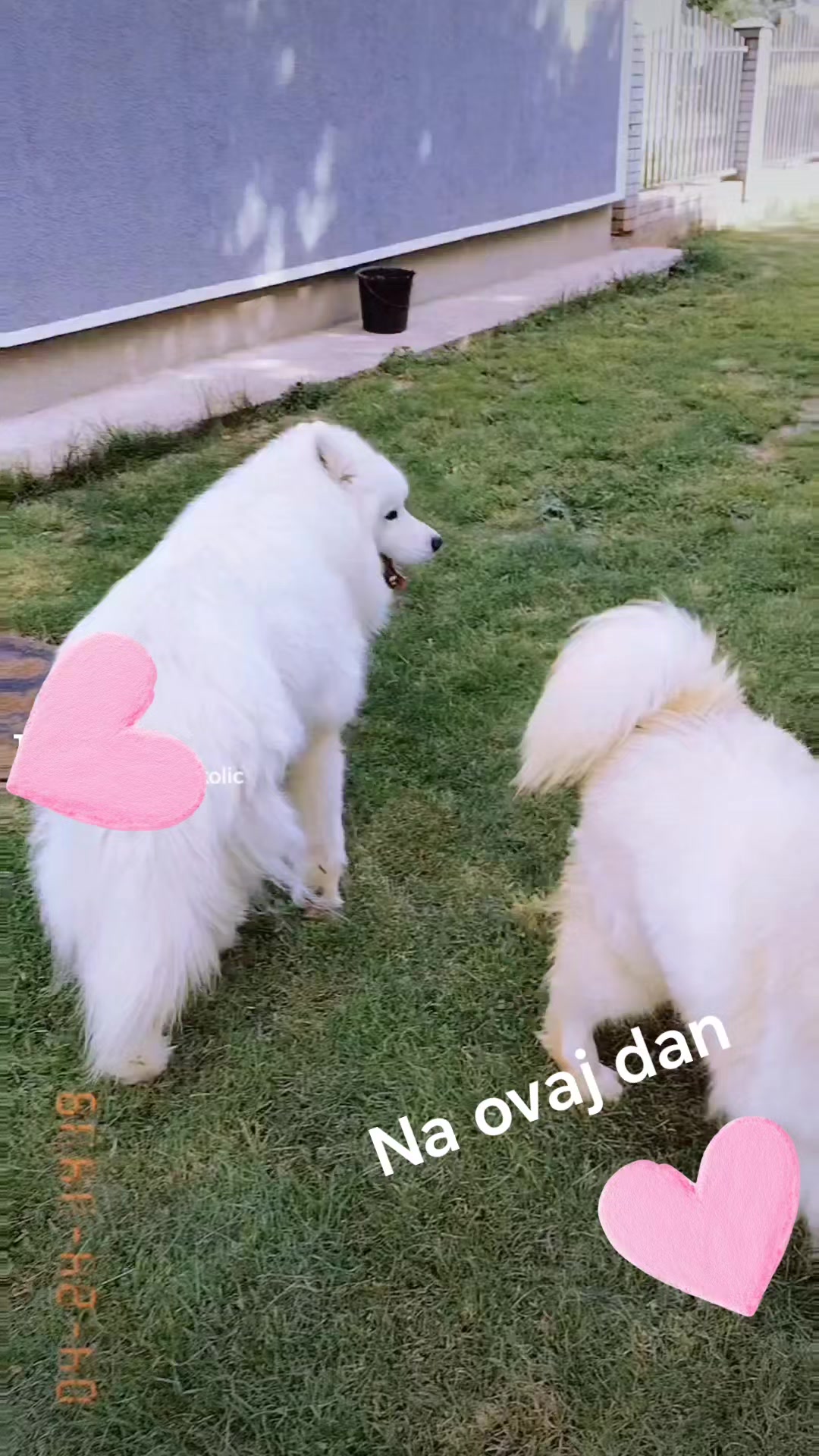 @Polar_ love_ Ice🐾