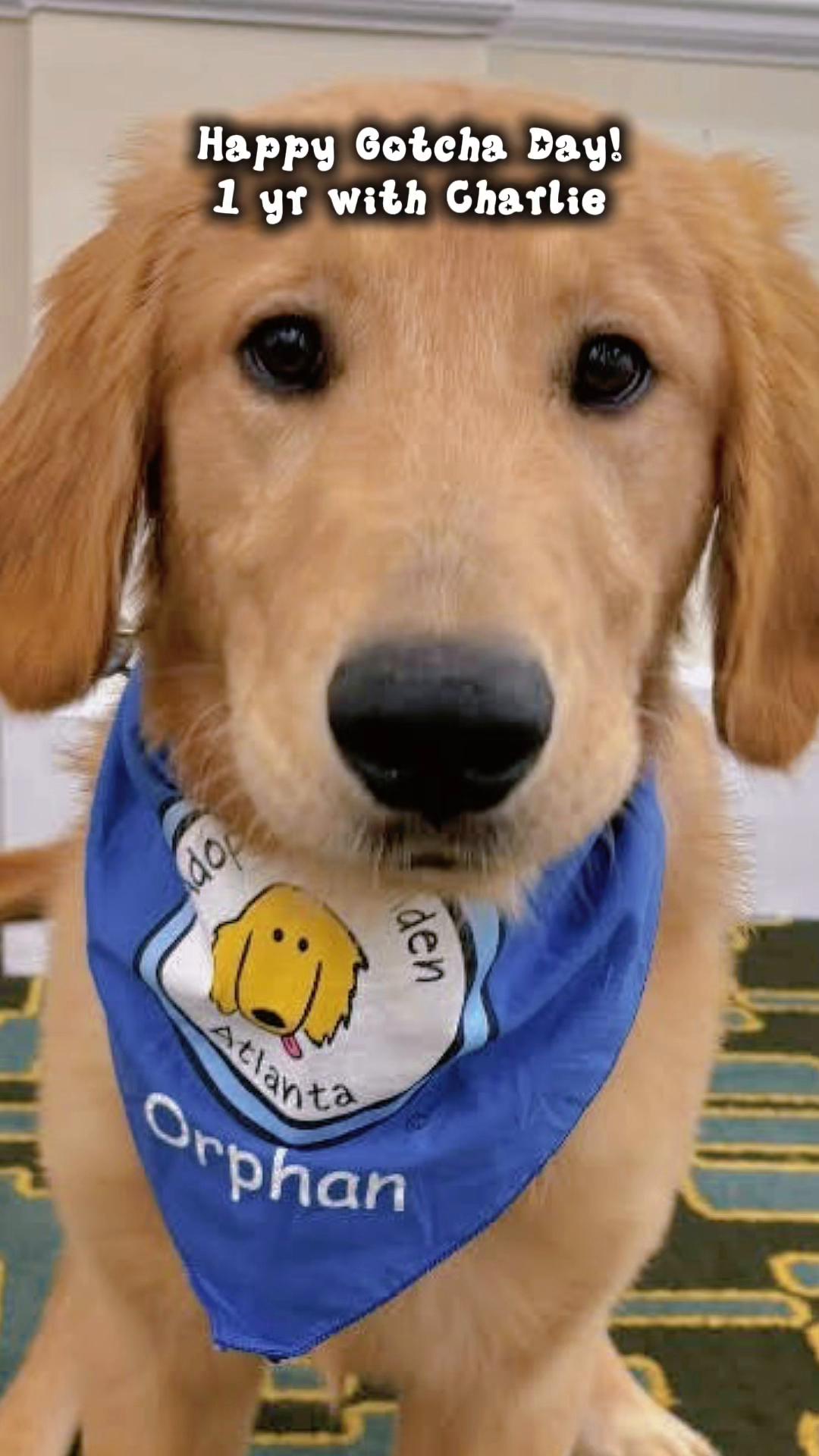 @Charlie the Golden