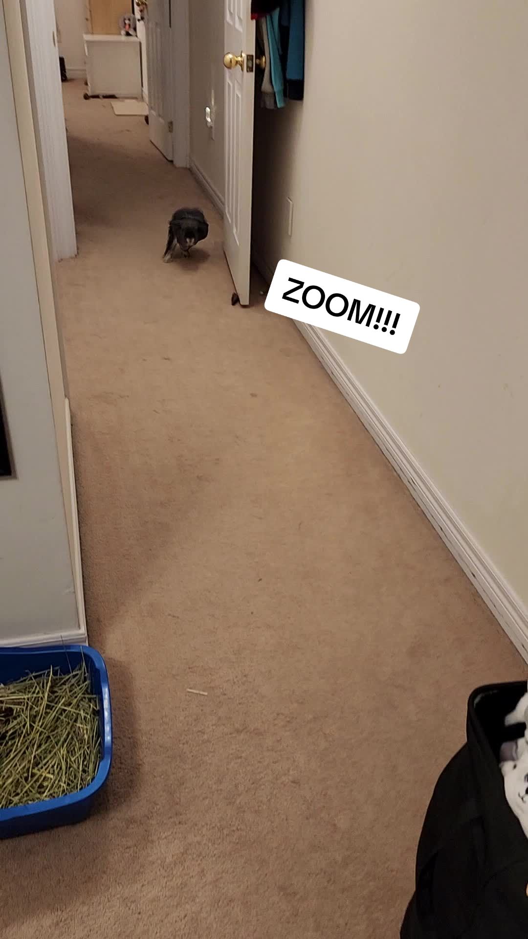 @Blueberry the Bunny