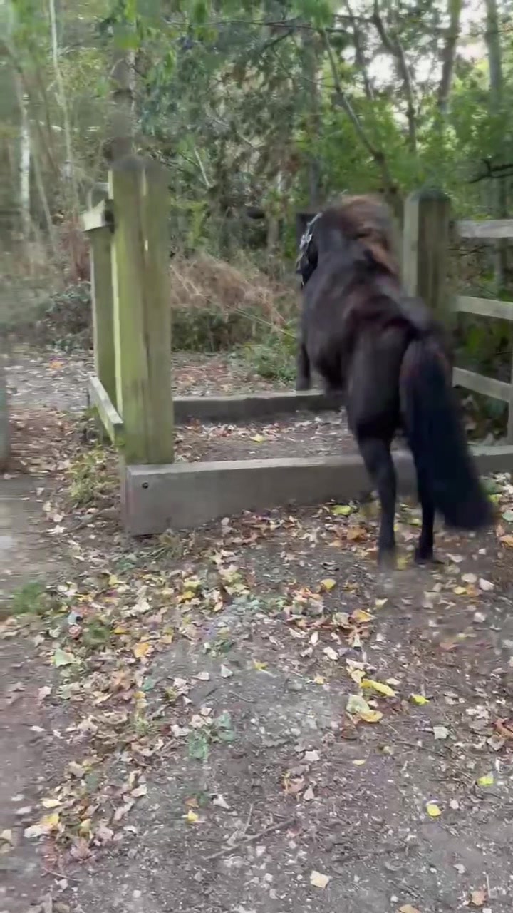 @LottiesHorseAdventures🦄🐴