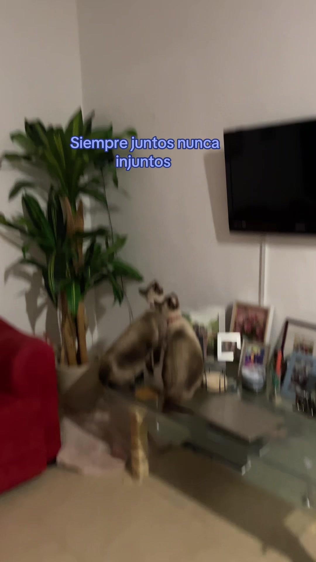 @Hermanitos siameses