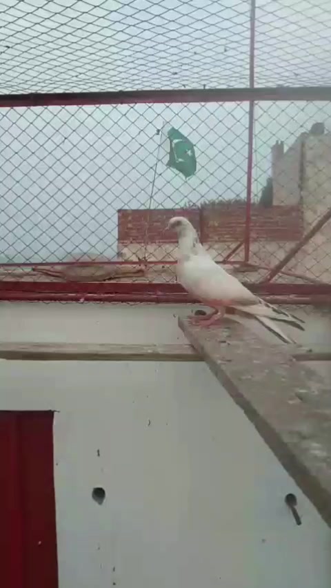 @🆄🆂🆃🅰🅳 🆃🅰🅻🅷🅰 🆂🅷🅰🅷