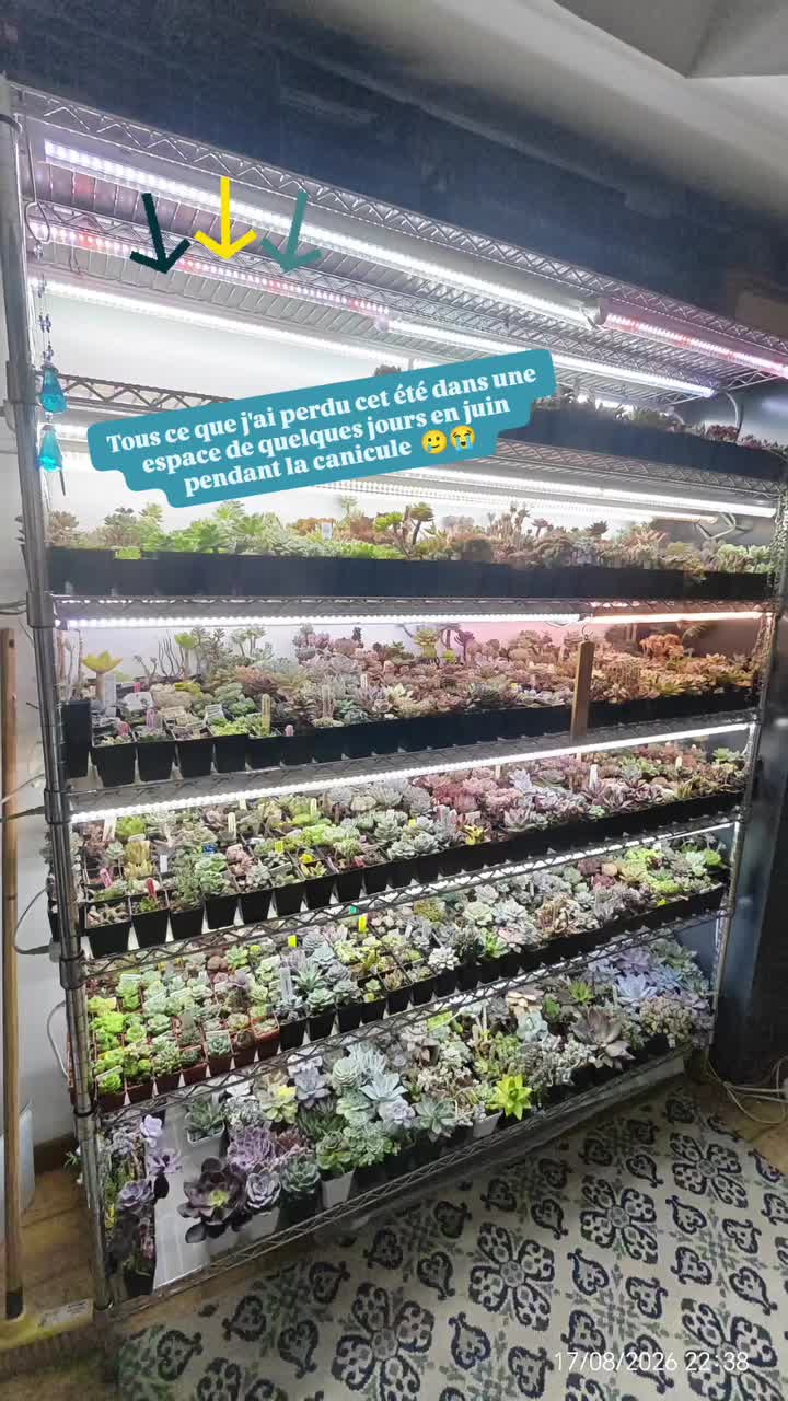 @il était Une Succulente