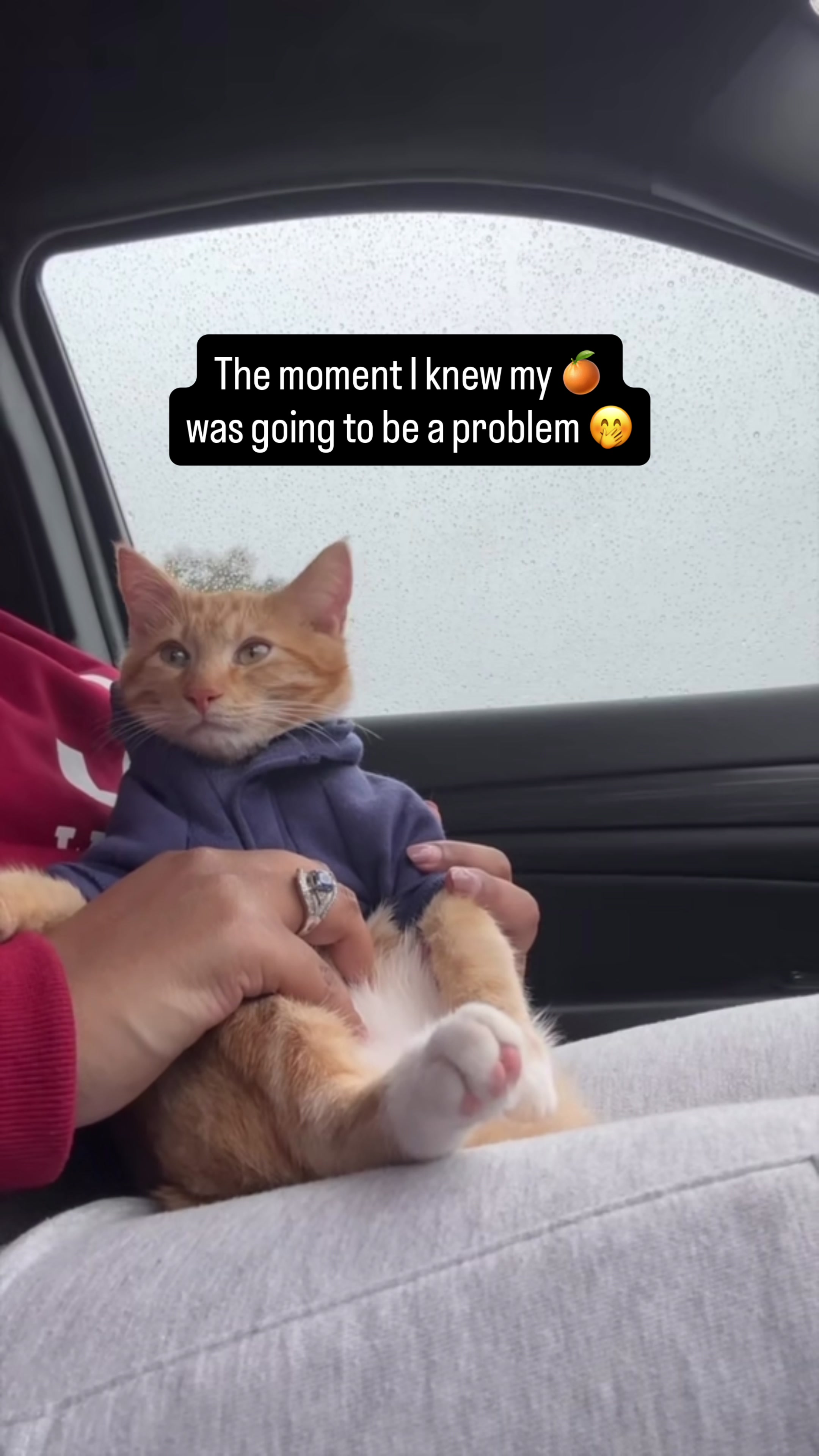 @Seven The 🍊 Kitty & Fam