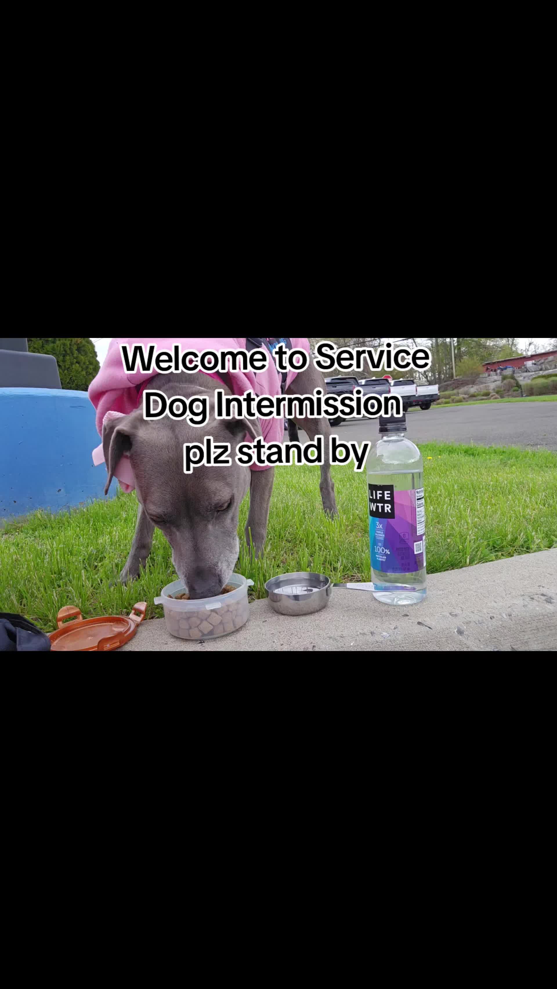 @Fourlow k9