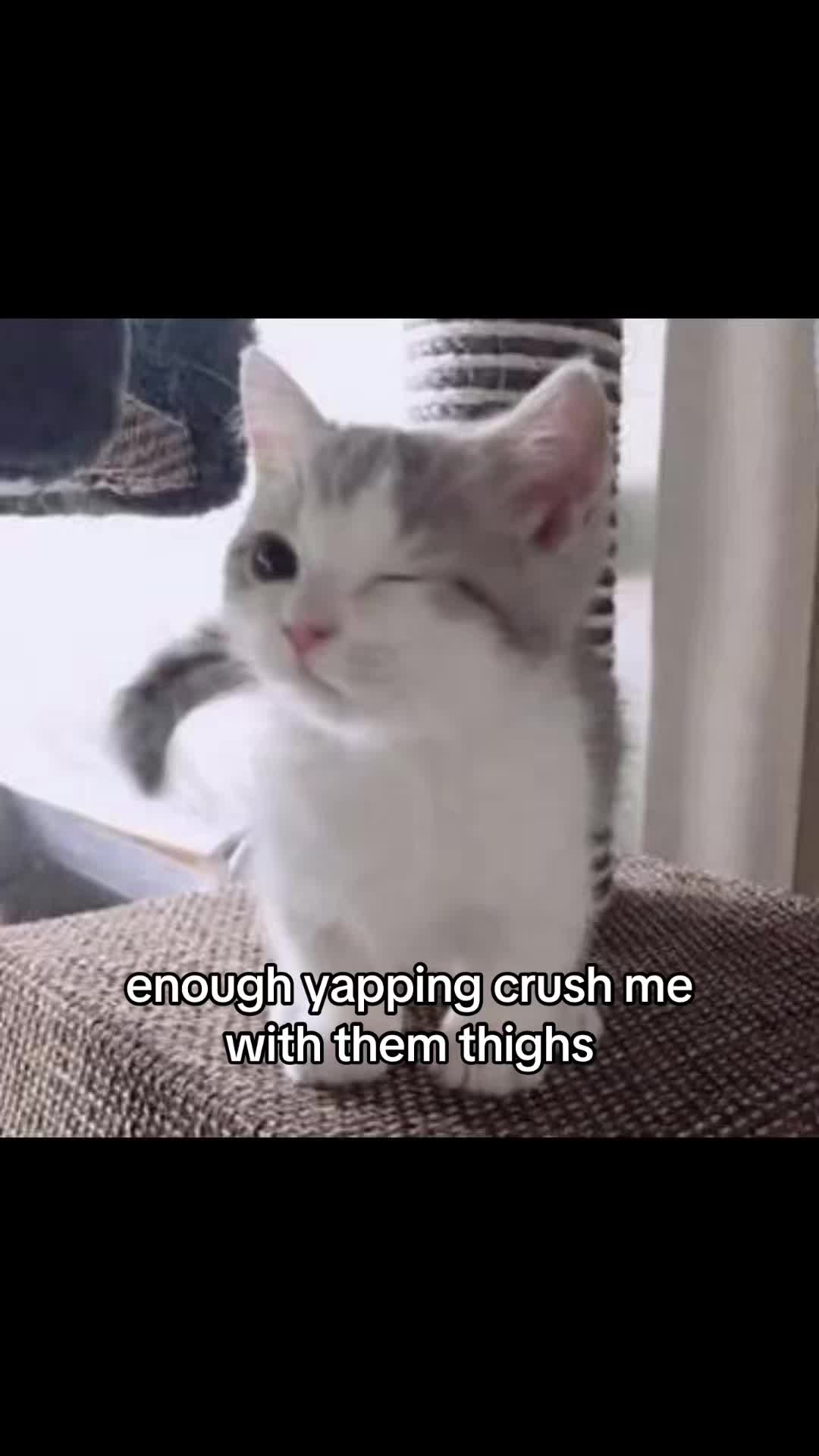 @meowconcept