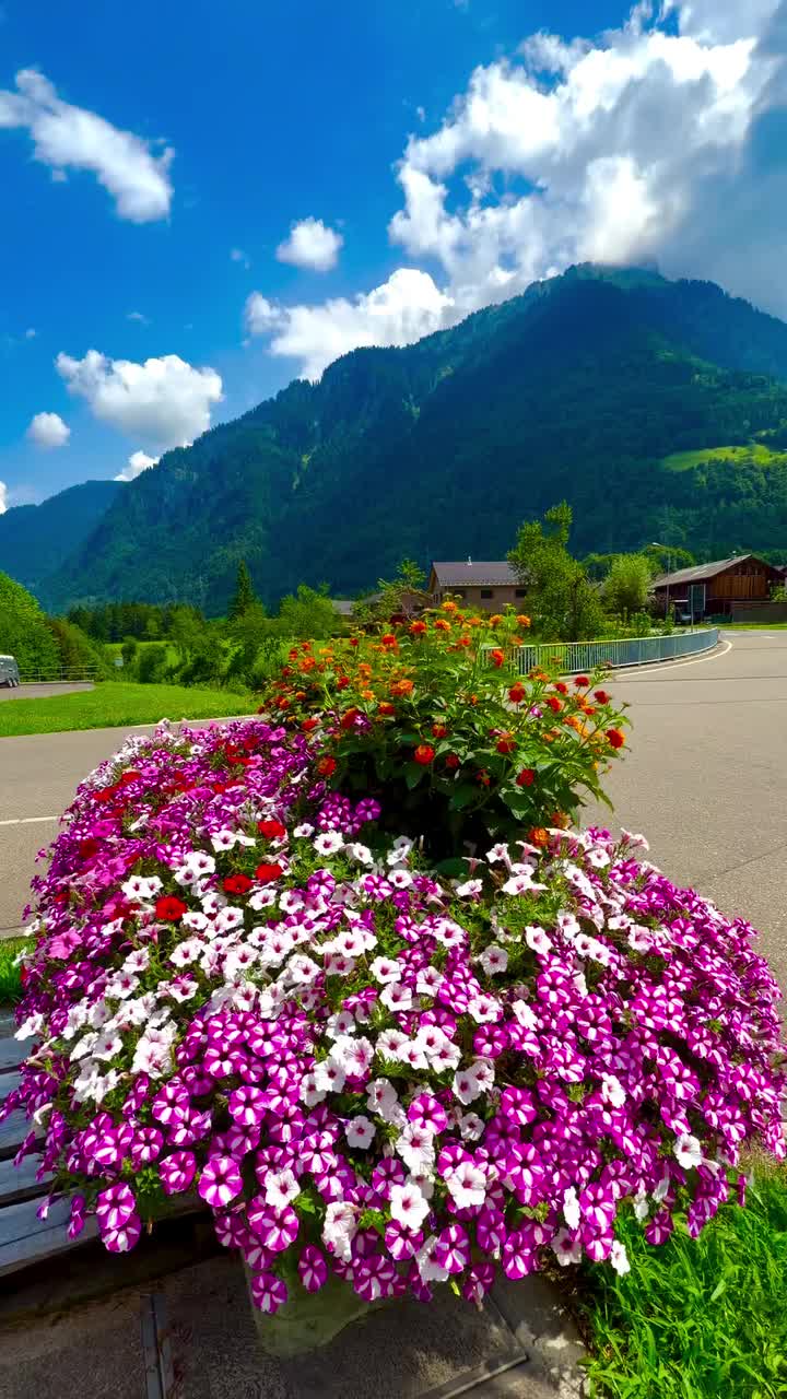 @S̳w̳i̳s̳s̳🇨🇭s̳c̳h̳w̳e̳i̳z̳
