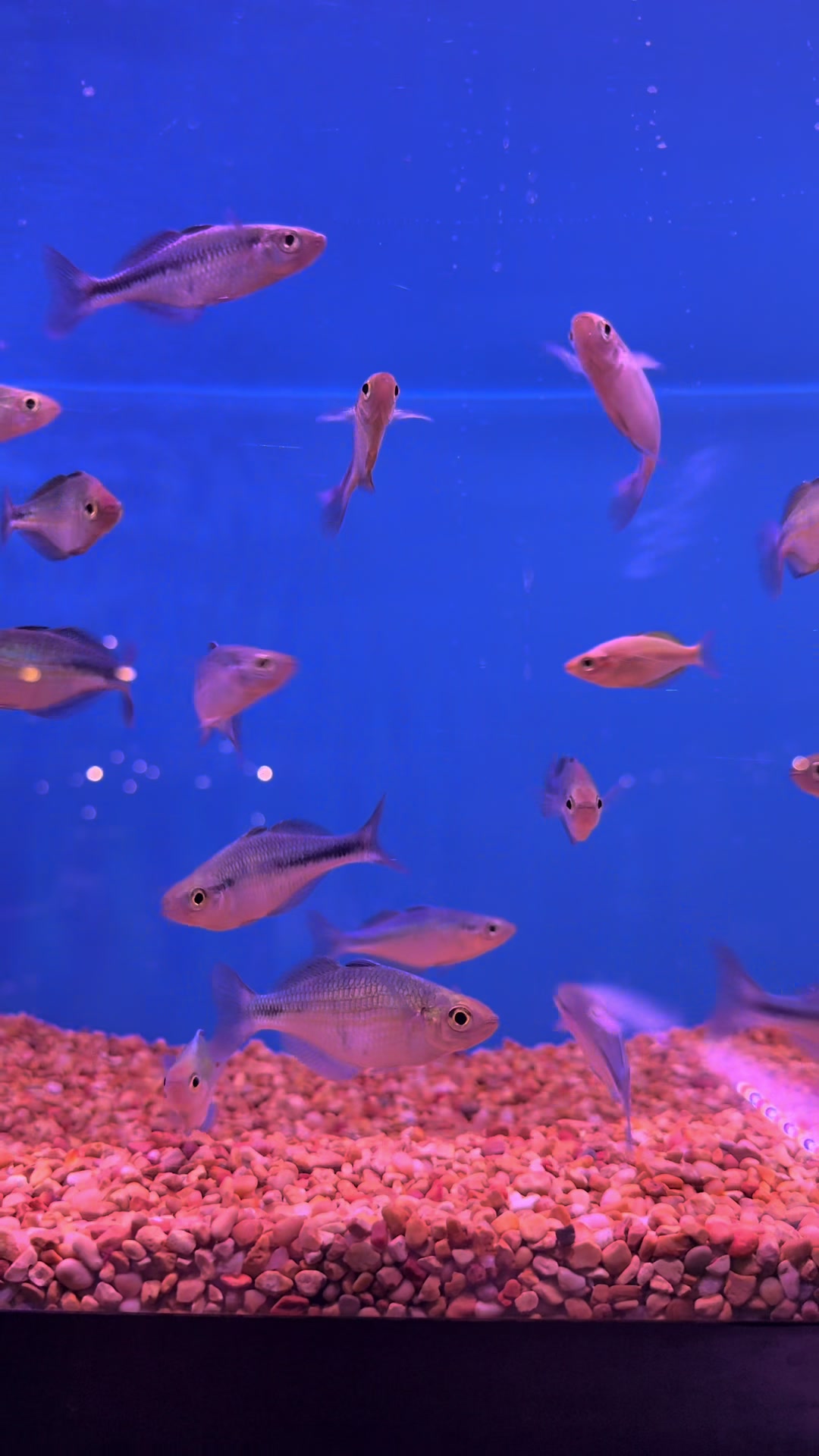 @epicfishnetwork