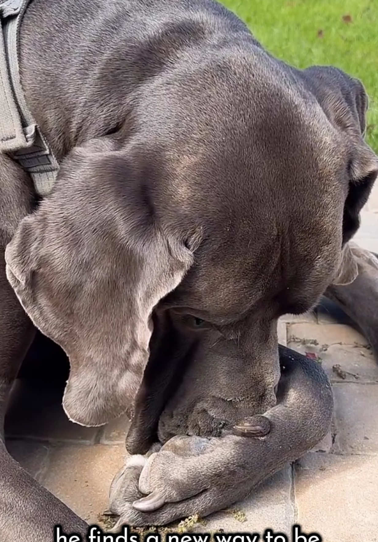 @GUNNER | Great Dane