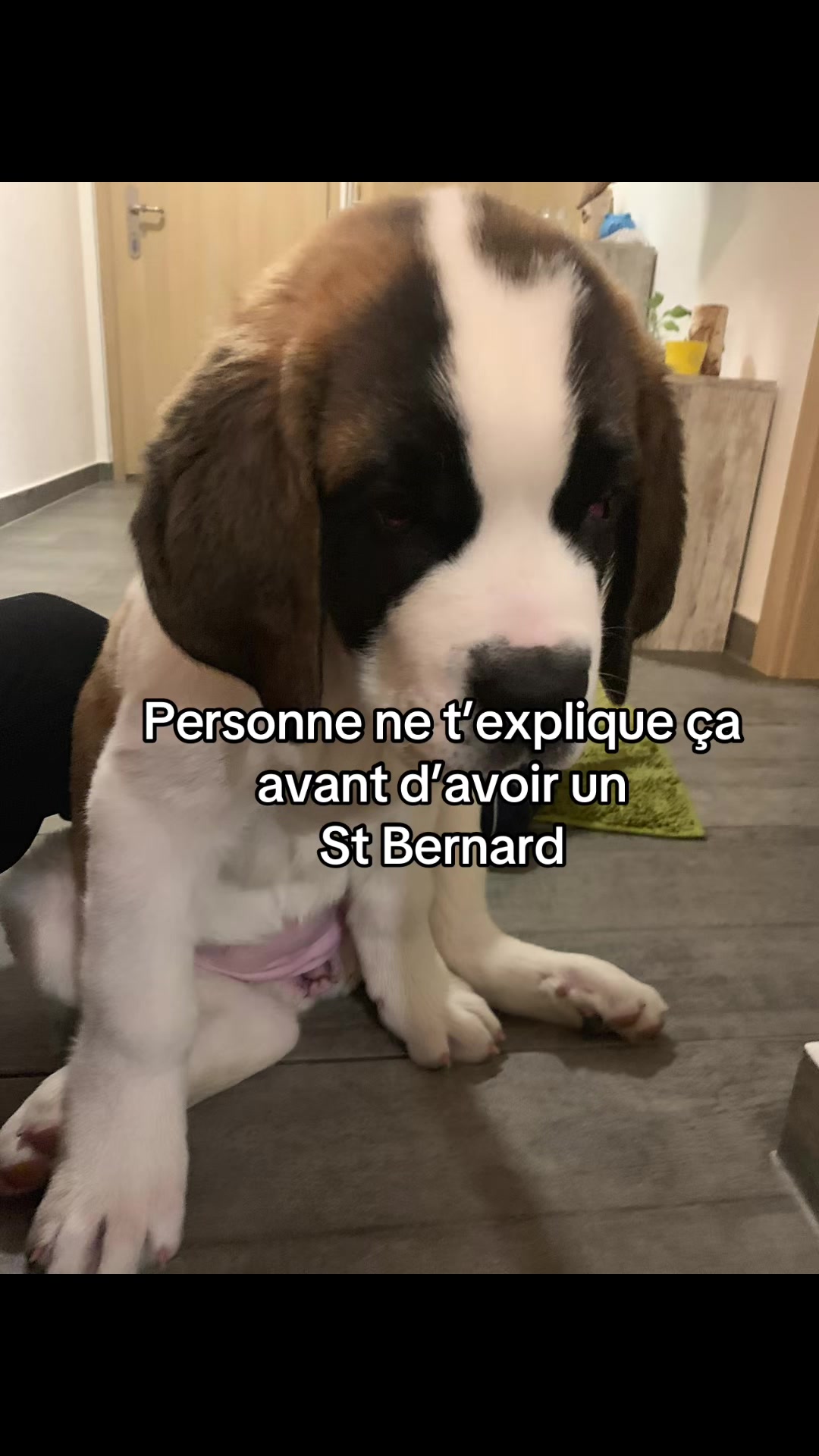 @Xena le St Bernard