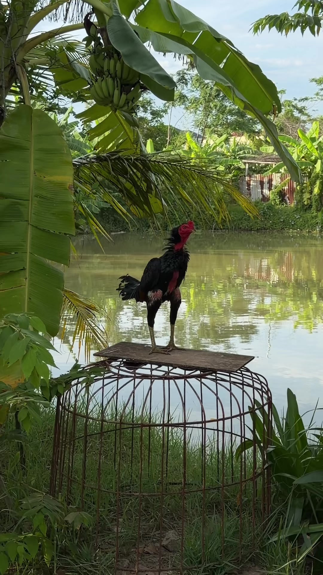 @Quốc kh&aacute;nh