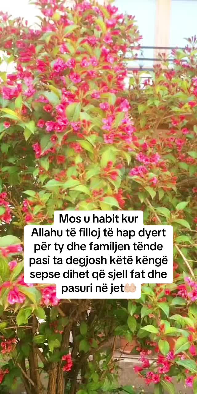 @Gatimet e Nanit