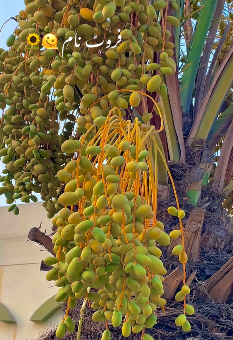 @🌱اویس میئو😎