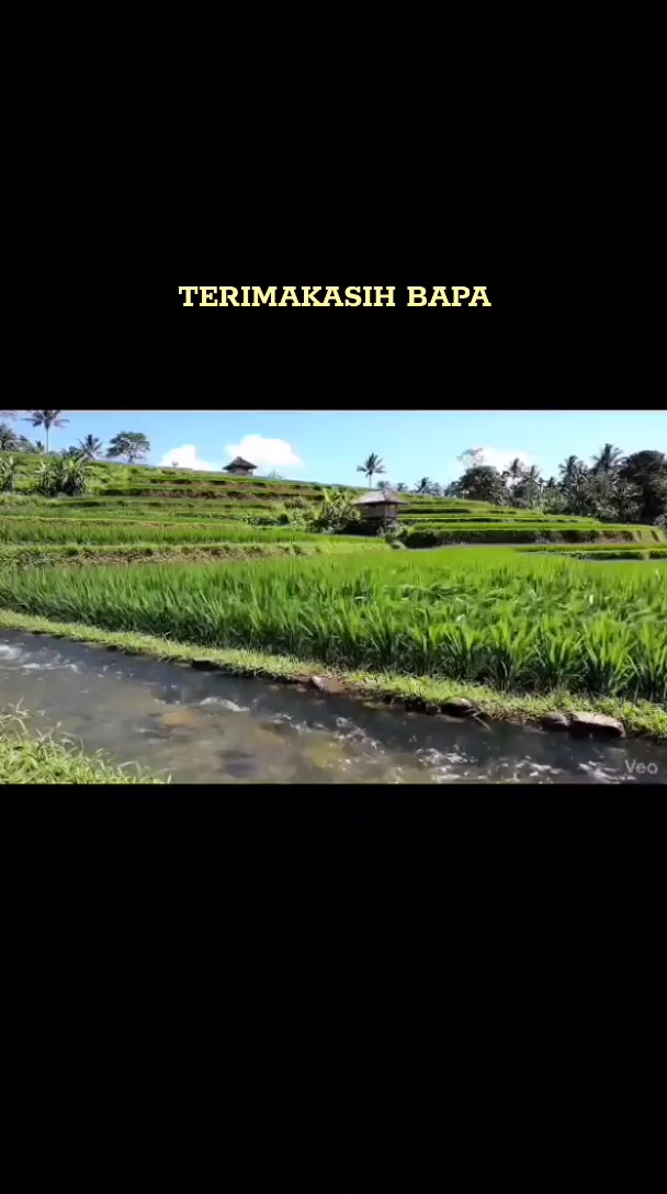 @Bulir Padi