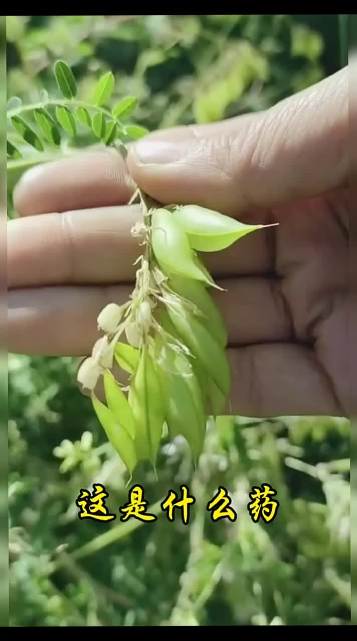 @gaib0009