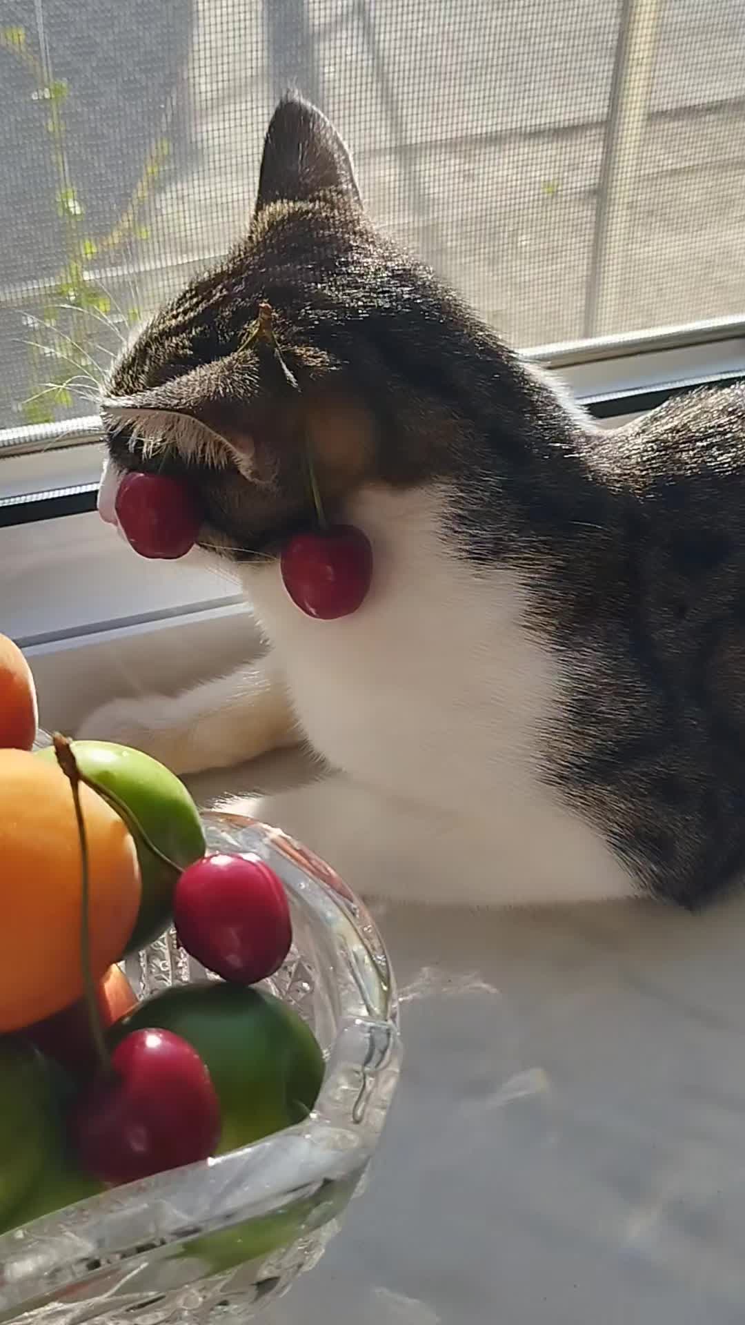 @🐾