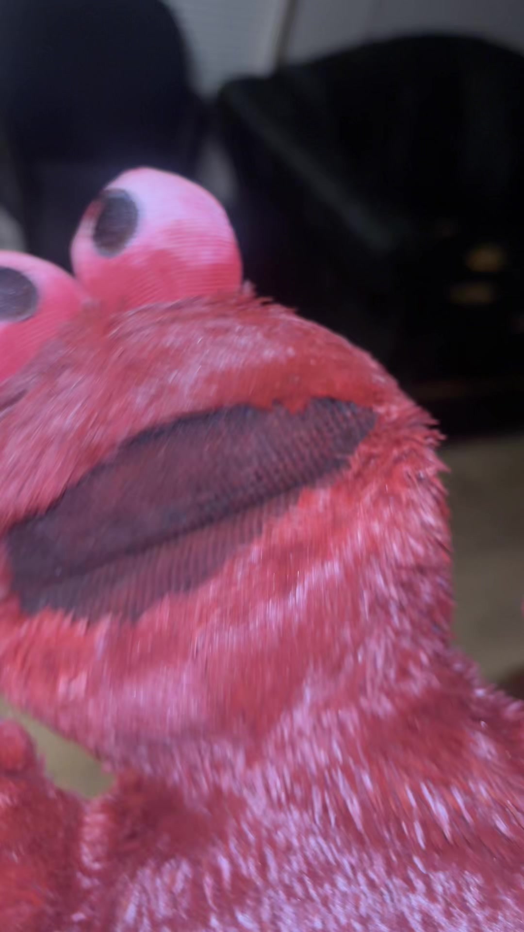 @The redest Elmo ❤️