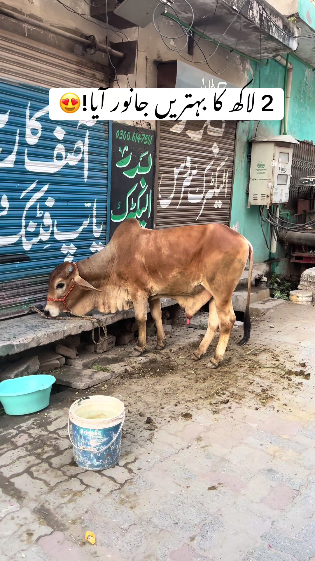 @ASHIR SIALKOTI