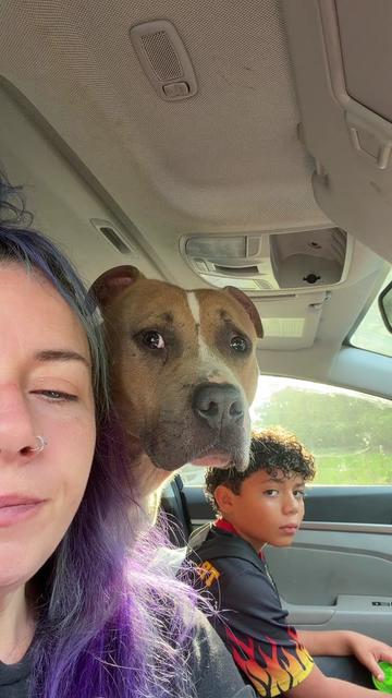 @hairstylingdoglady