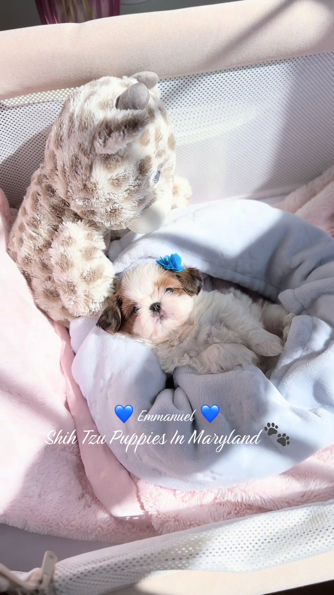 @Shih Tzu Puppies in Maryland