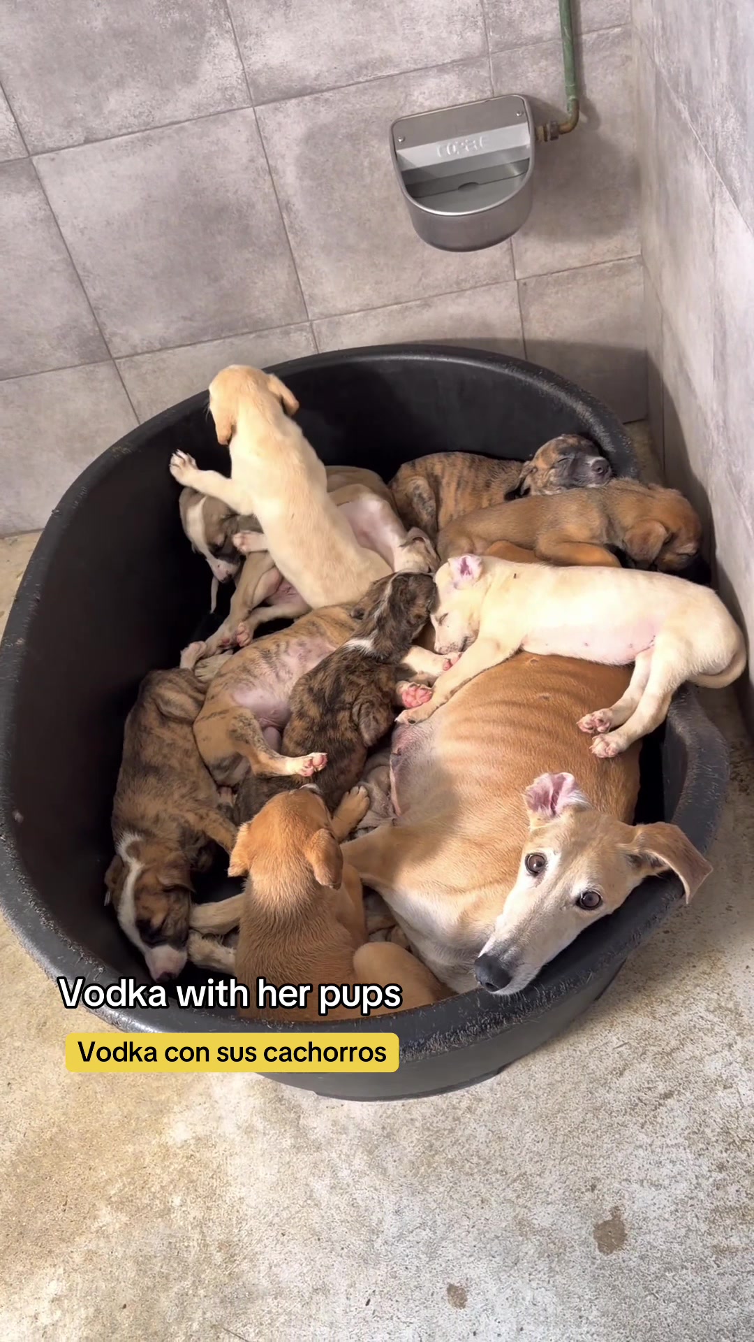@Galgos del Sol