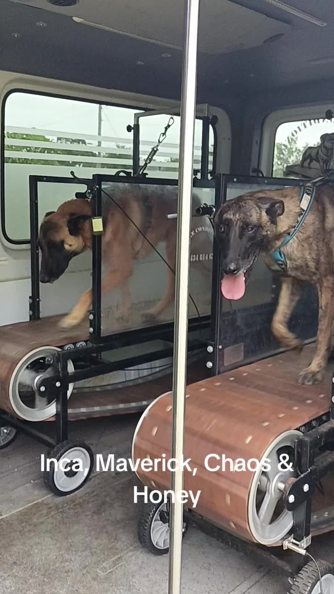 @Canine Conditioning