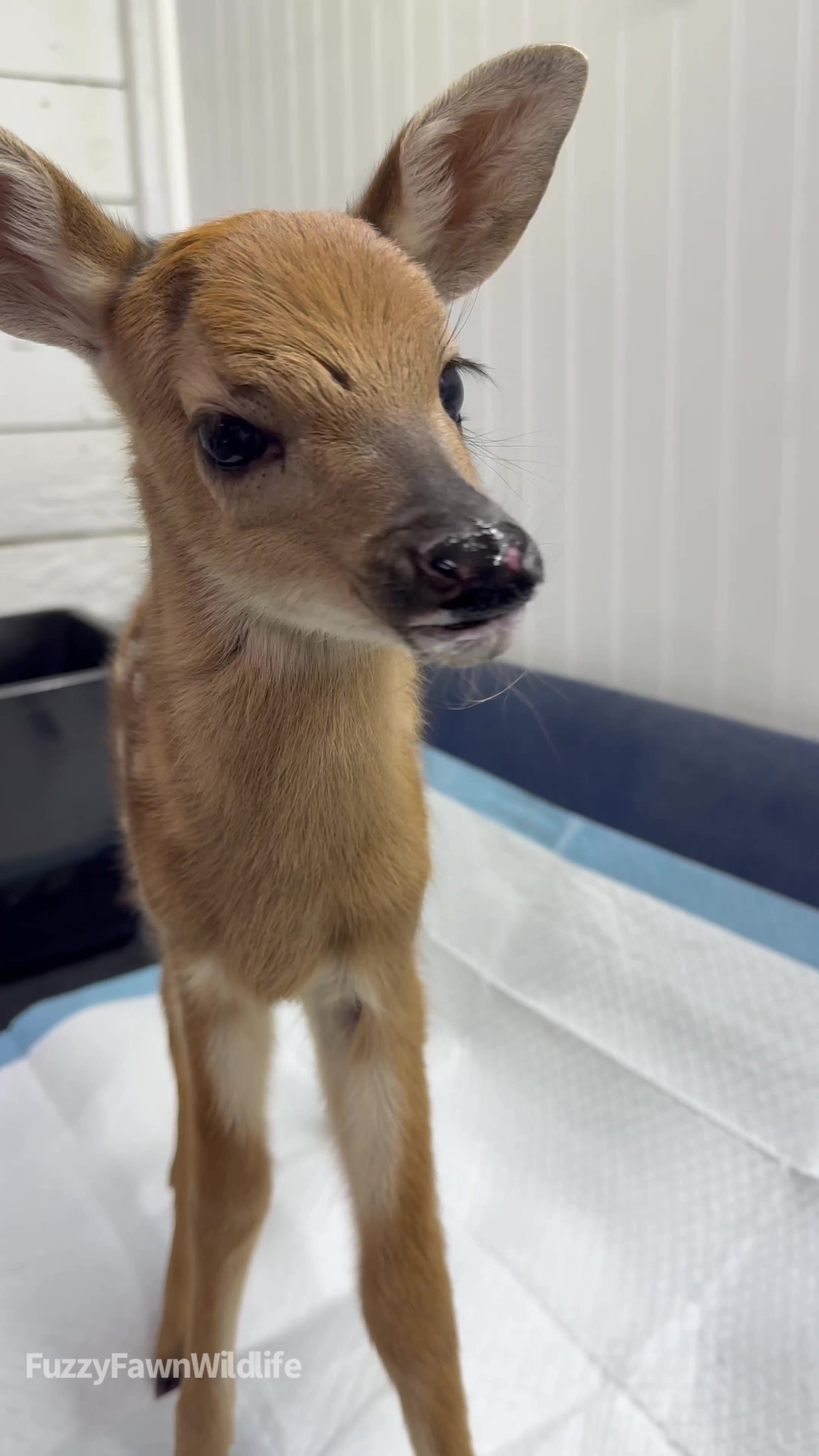 @Fuzzy Fawn Wildlife