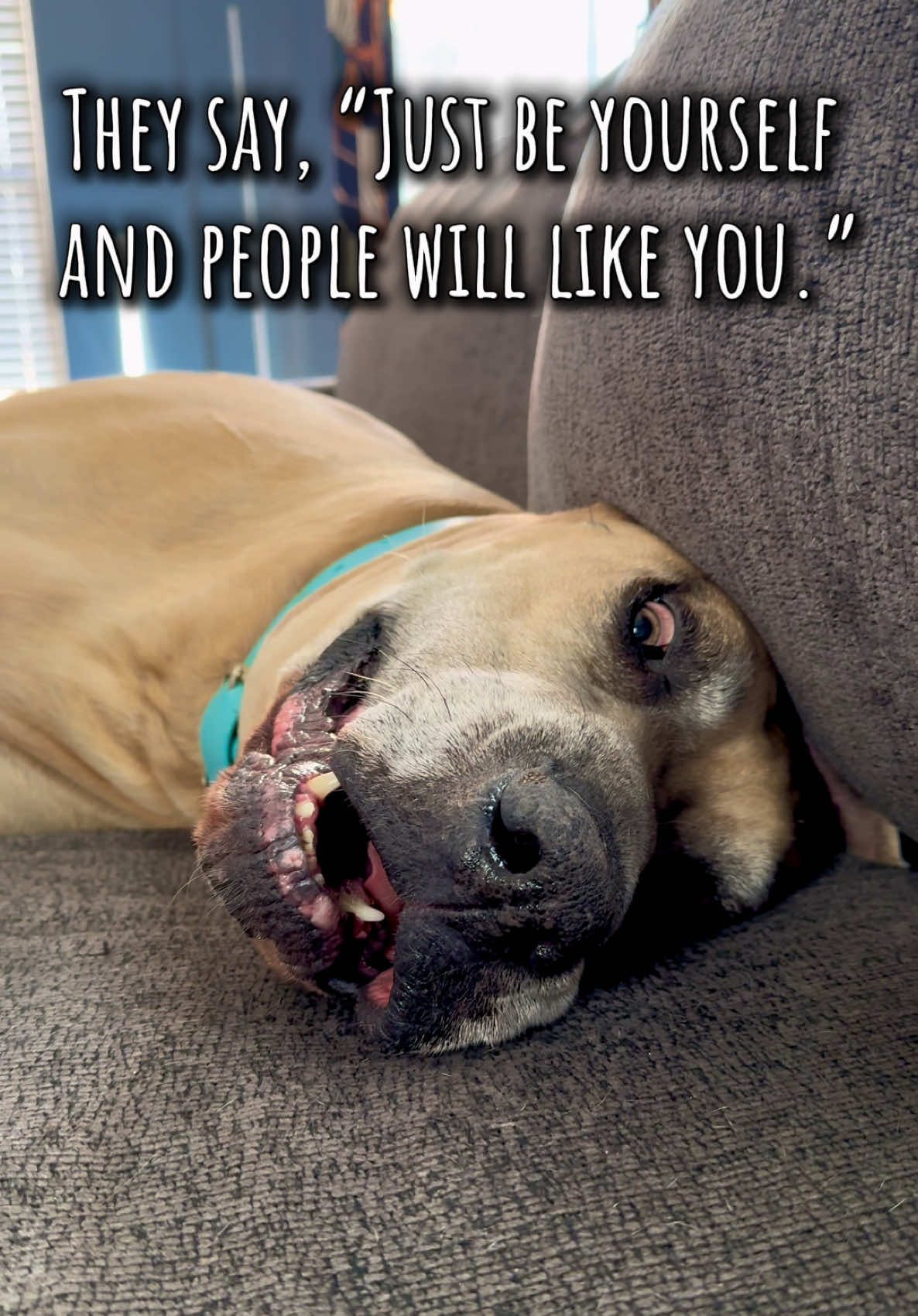 @Koda, Harley, and Brody