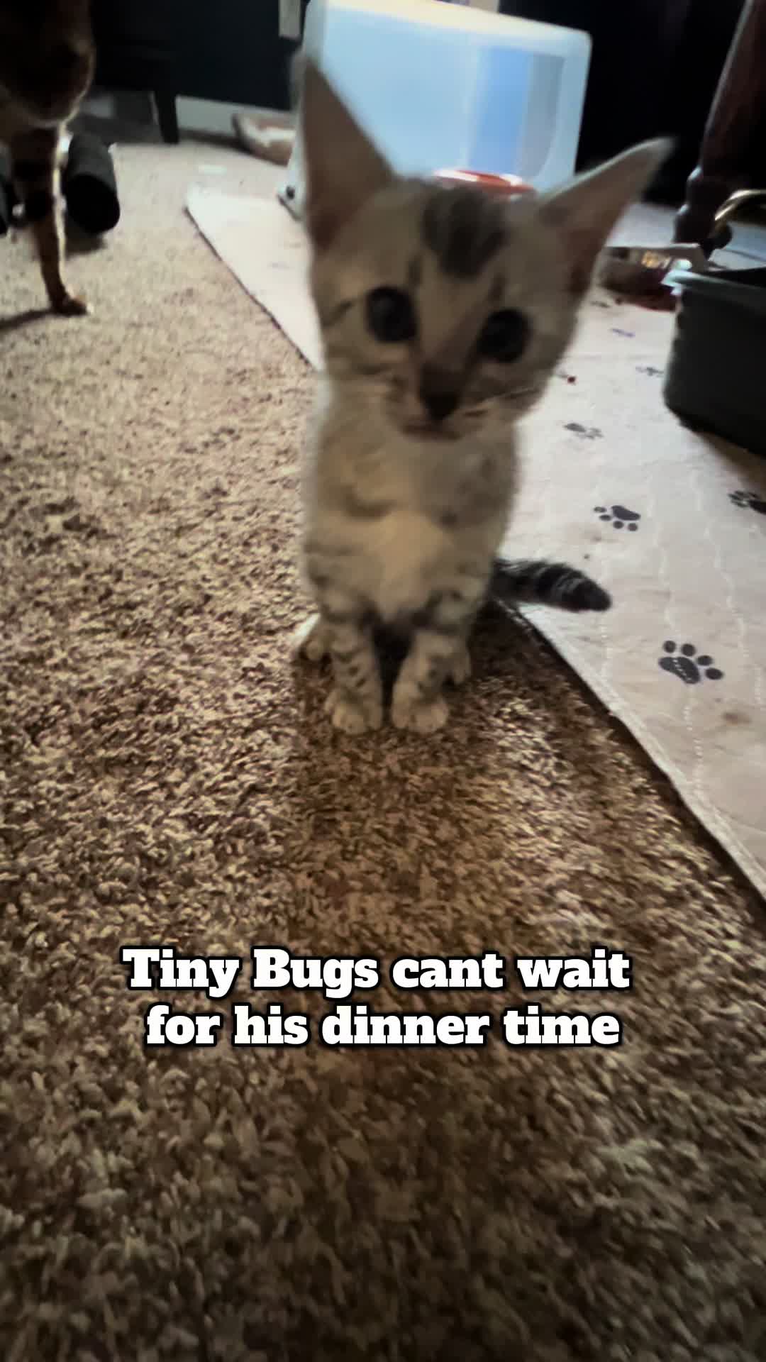 @wonderspotsbengals
