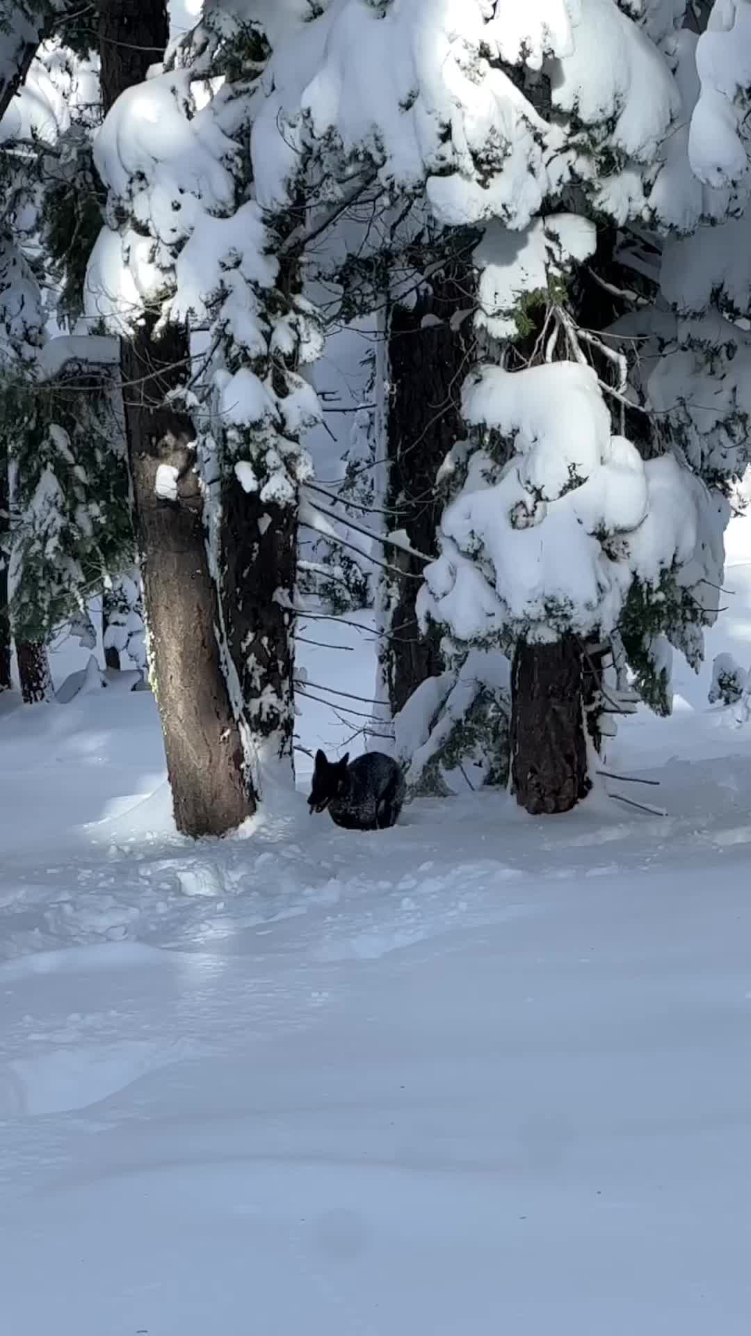 @tahoe_caluph_usa