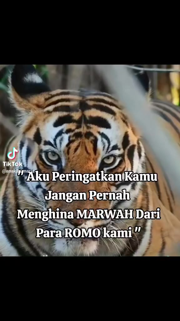 @calon suami ku