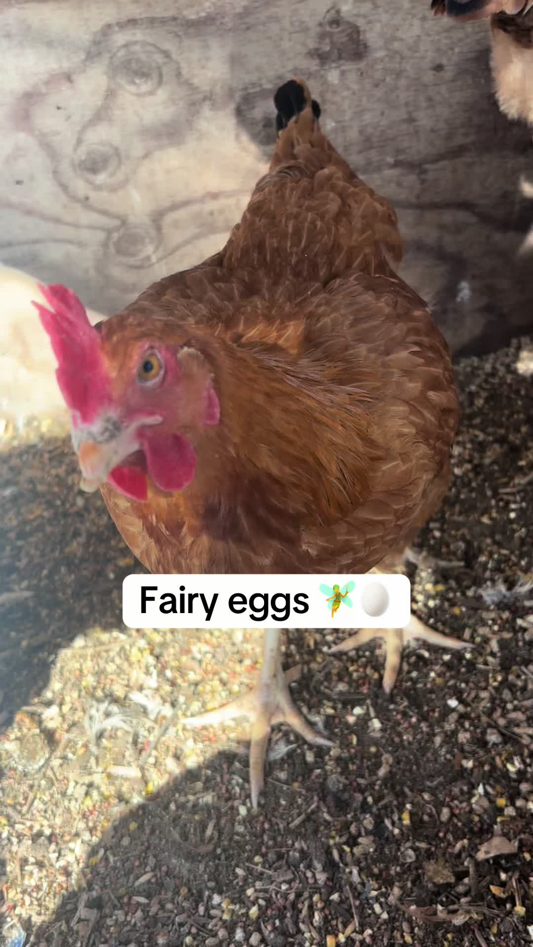 @Shanay