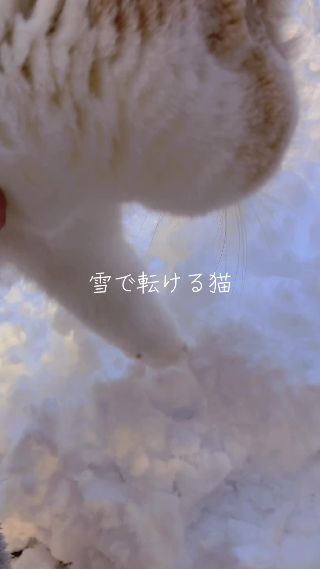 @らるたんと飼い主さん🌈🐾໊