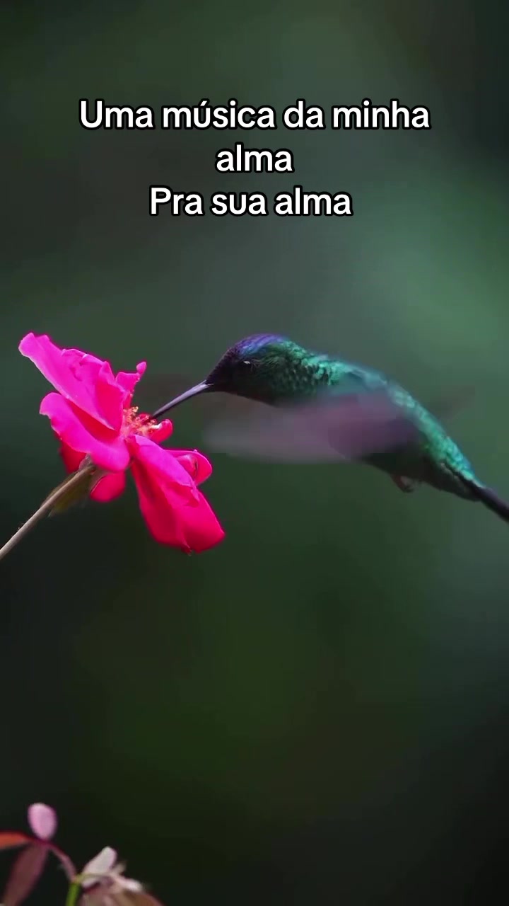 @Marllon Lopes