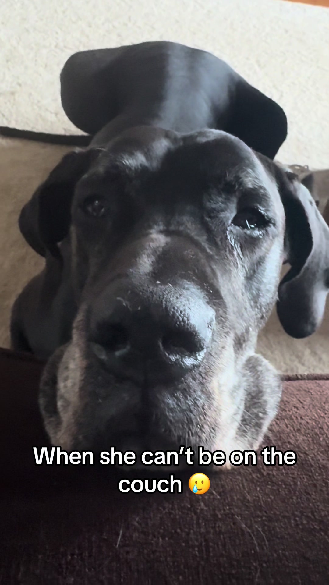 @jewelsthegreatdane