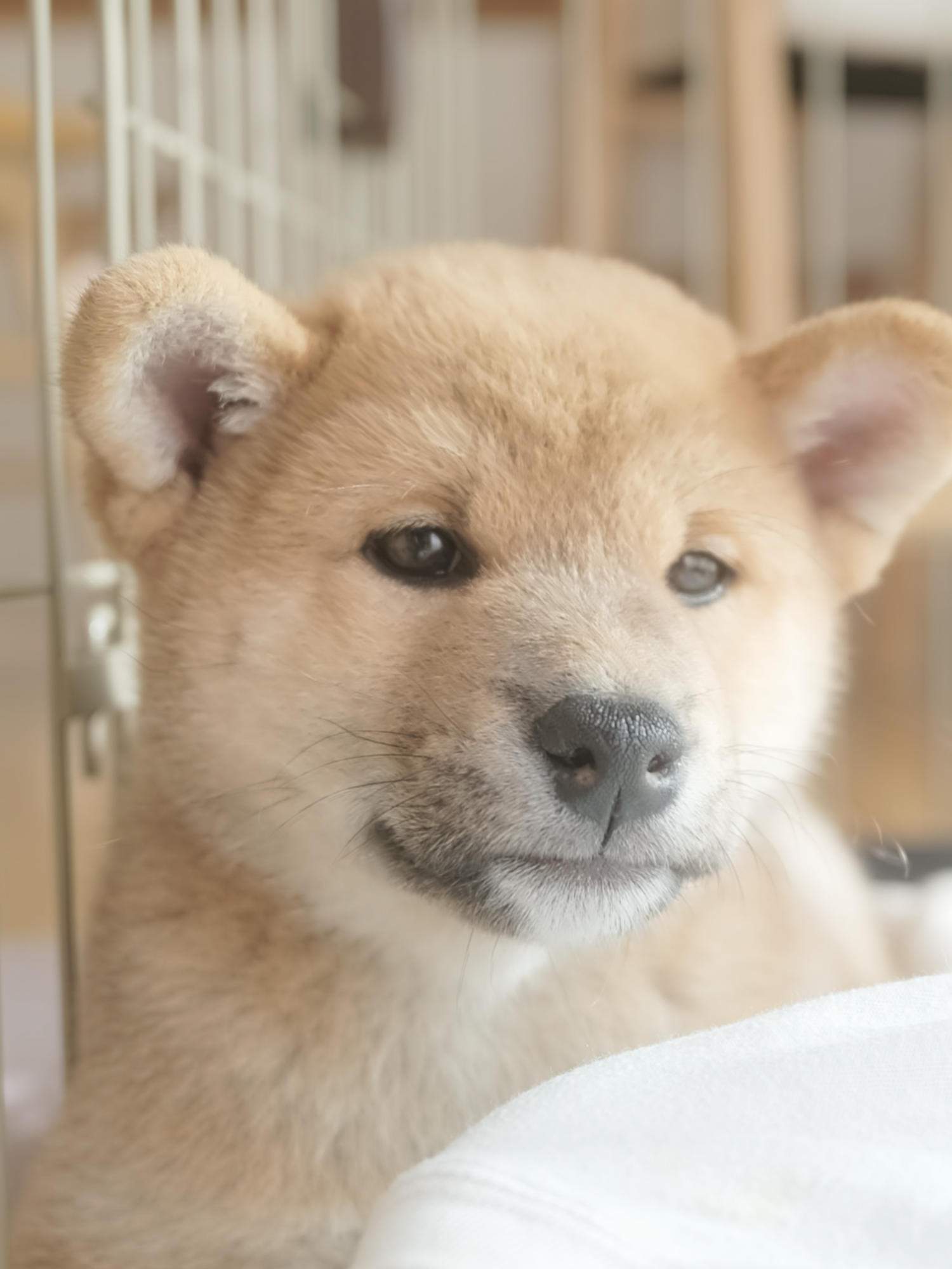 @柴犬座〜The Shiba Inu〜