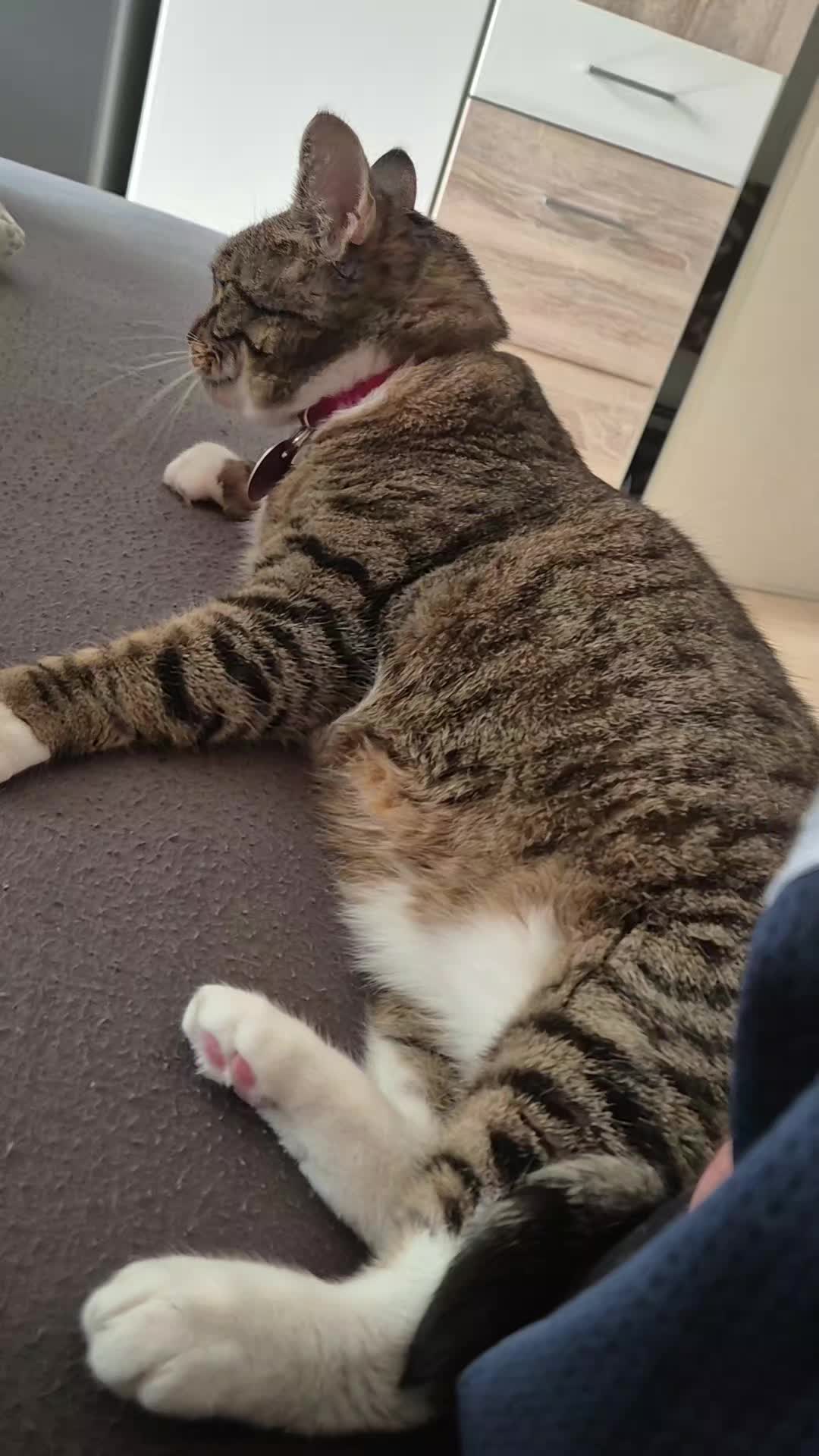 @Fluffy Cat