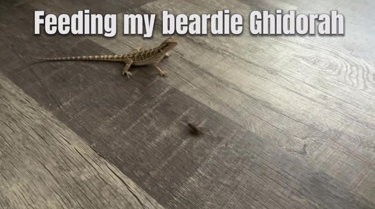 @iluvmybeardies