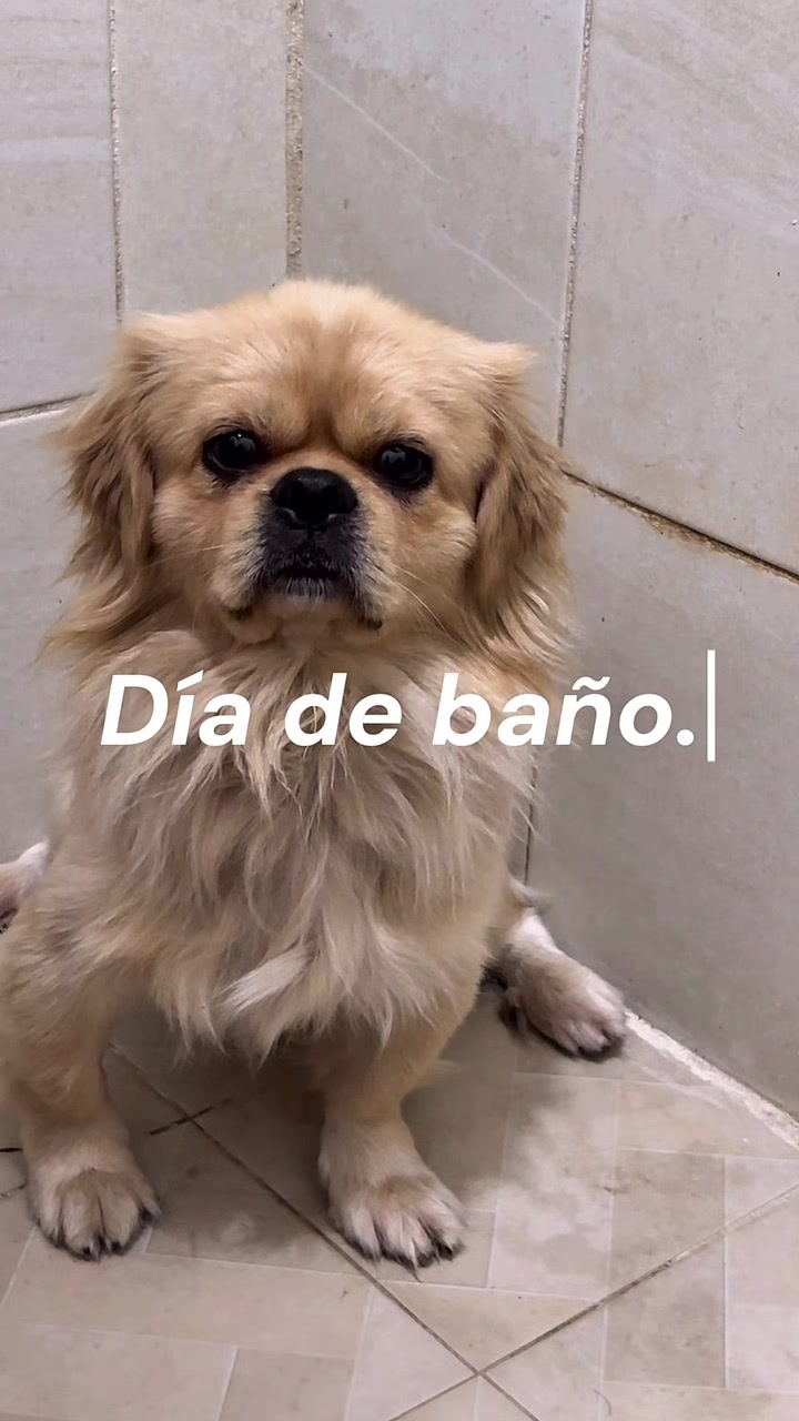 @Con todo y gatos