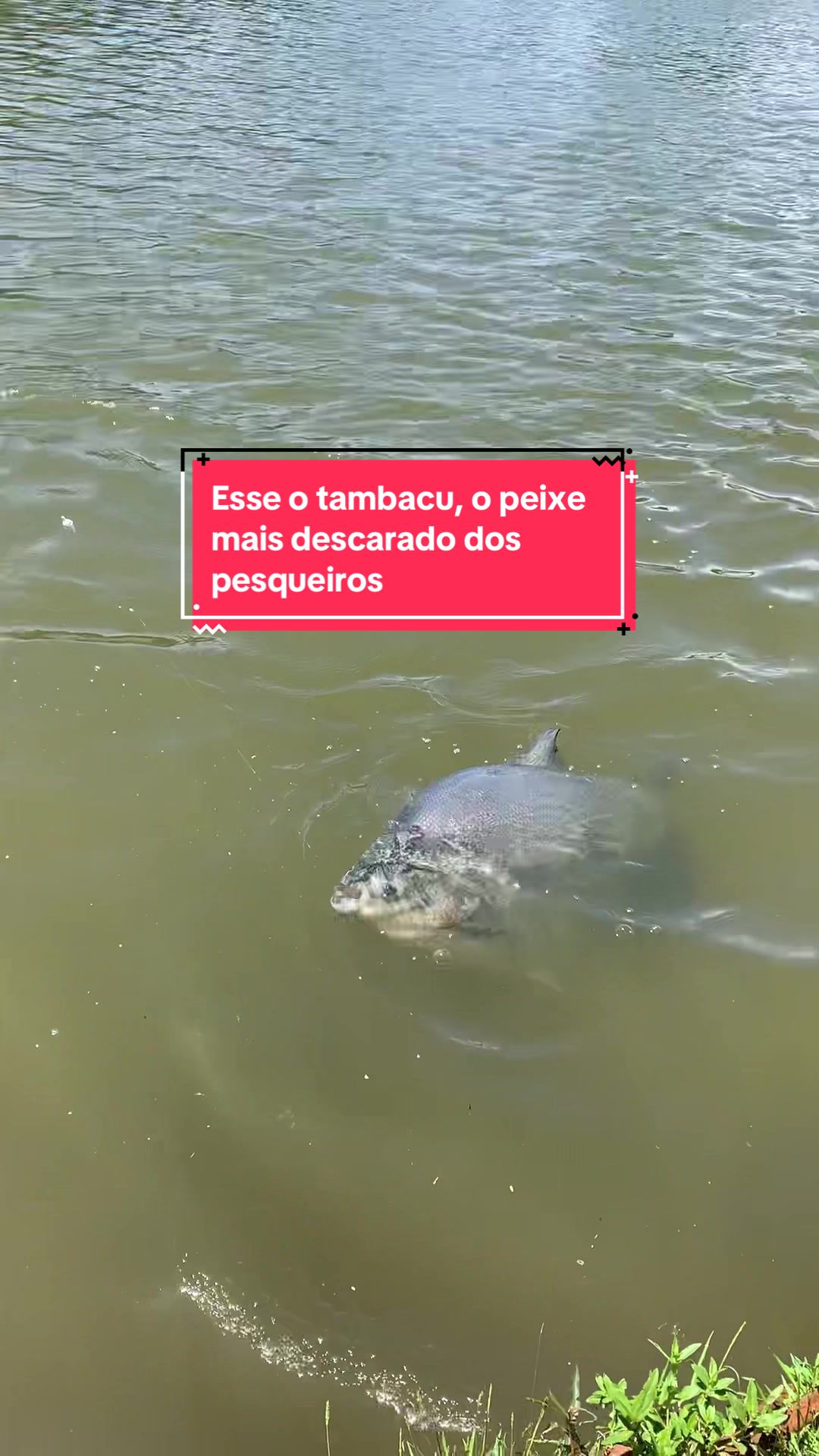 @Dimex Pescador