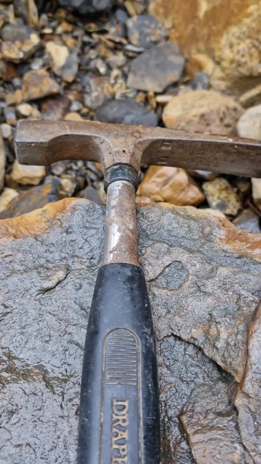 @All About The Fossils