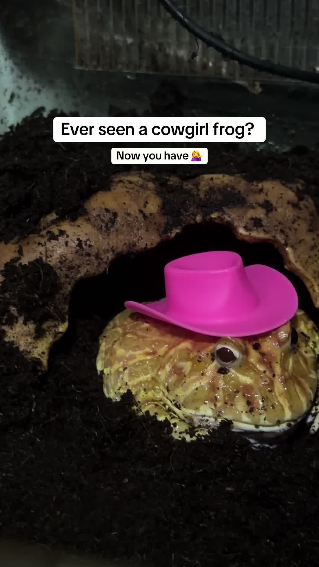 @frogsandoddities