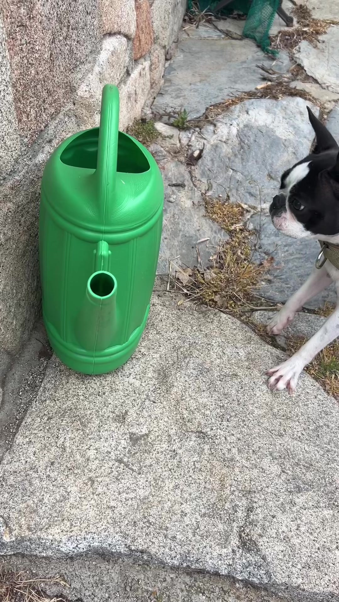 @Pipa 🐾 The Boston