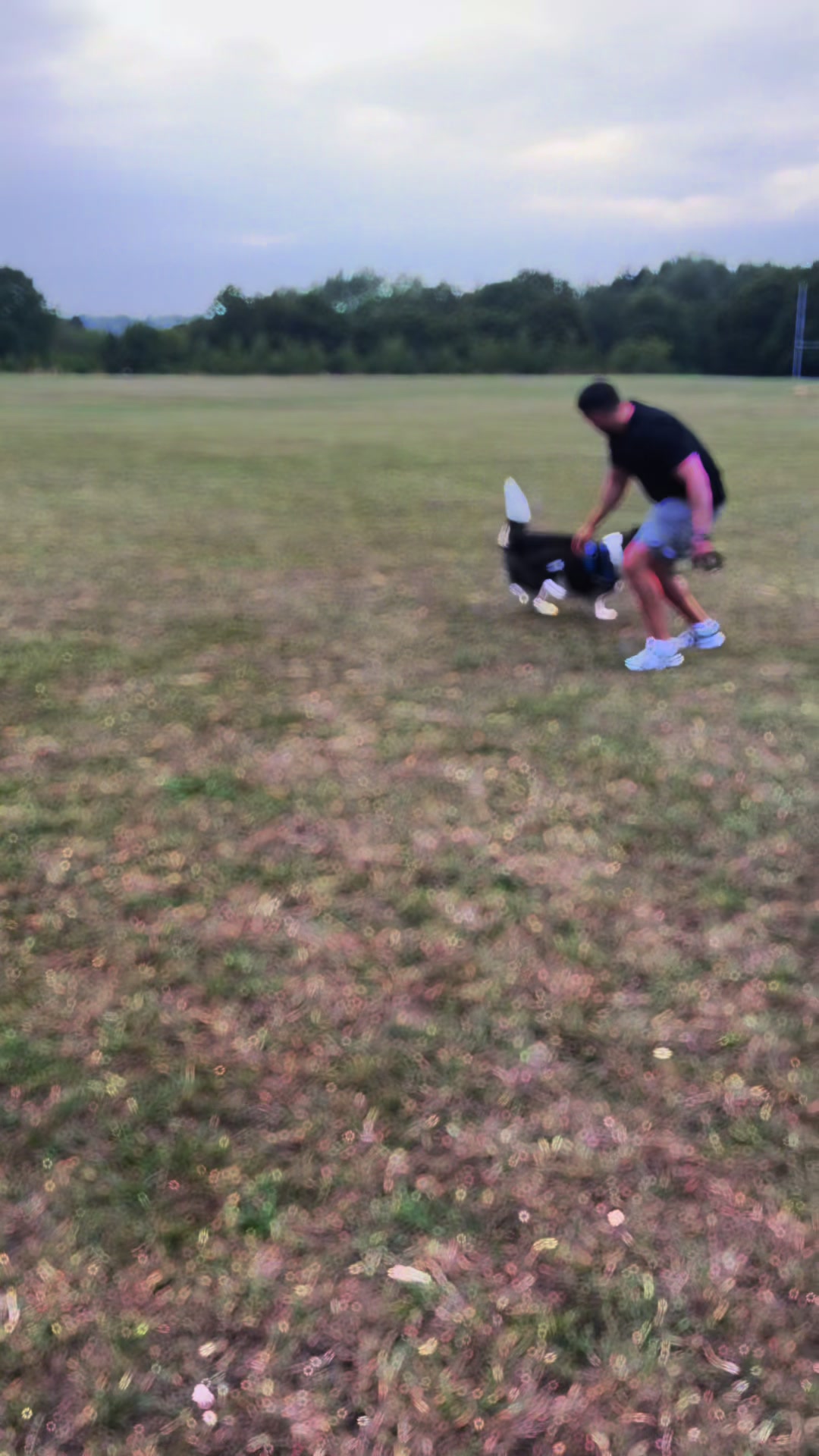 @EnzoTheAkita