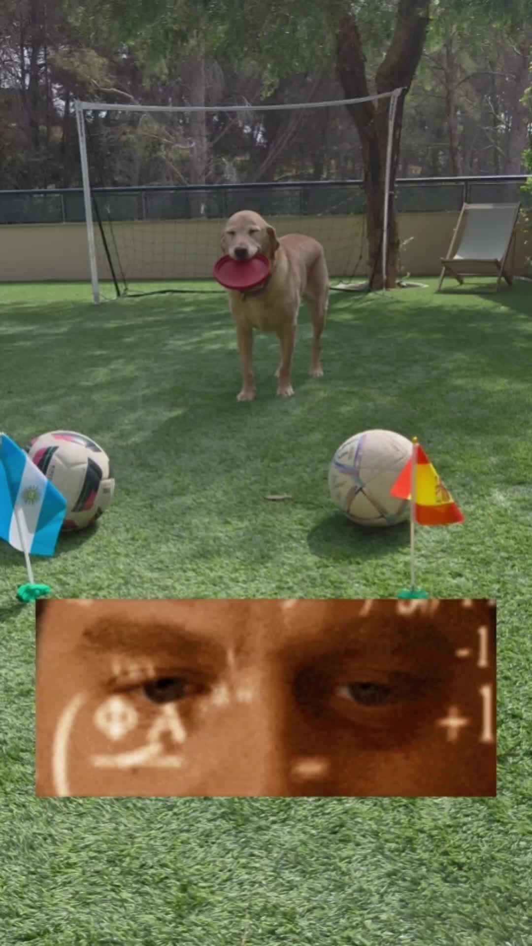 @MessiPaws
