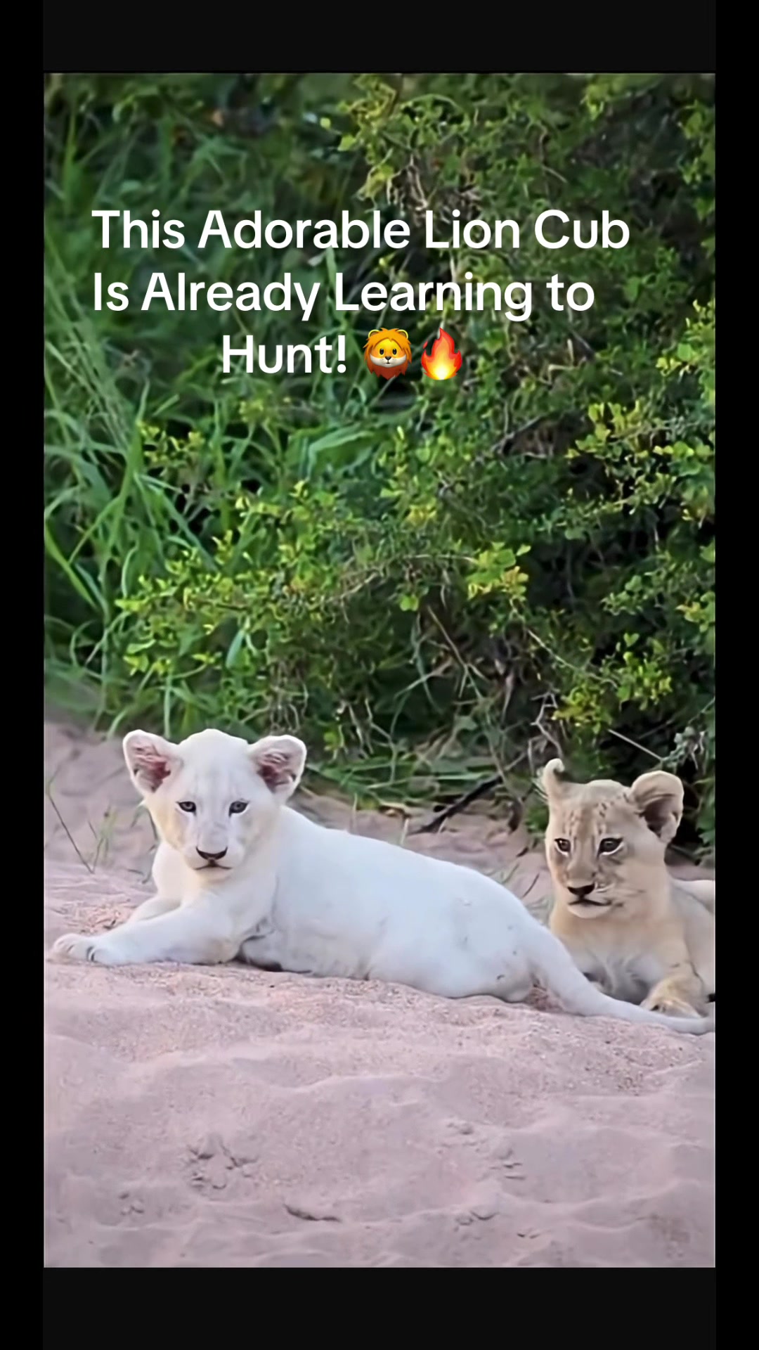@KJ@LoveAnimalsEpicNature