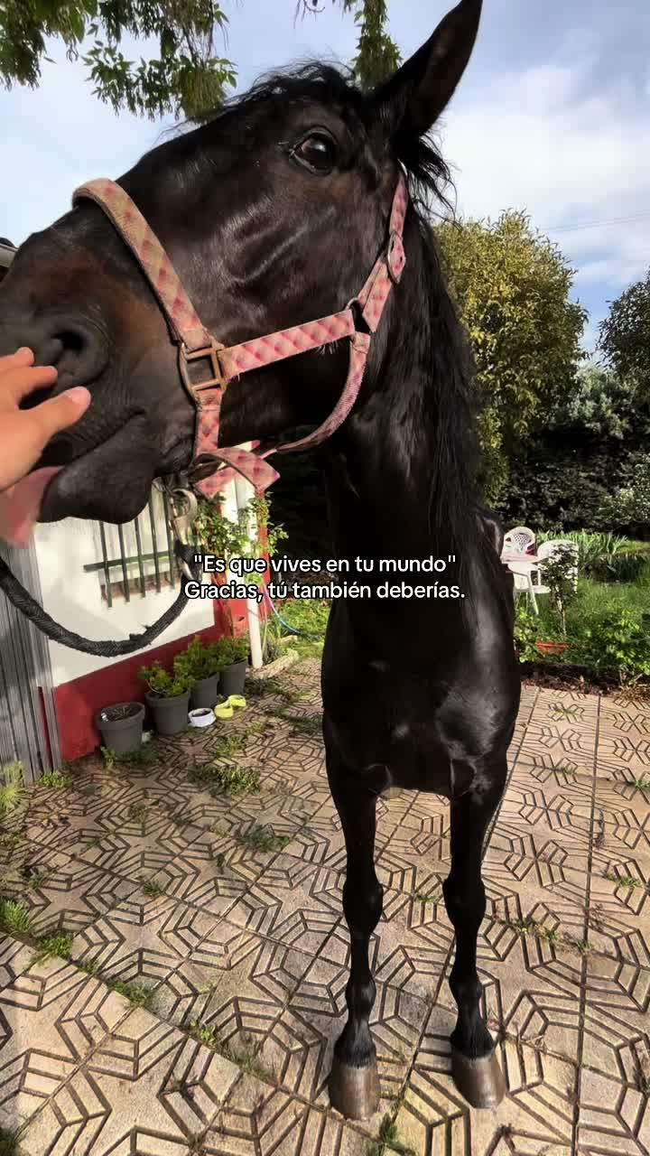 @Bomb&oacute;n😈
