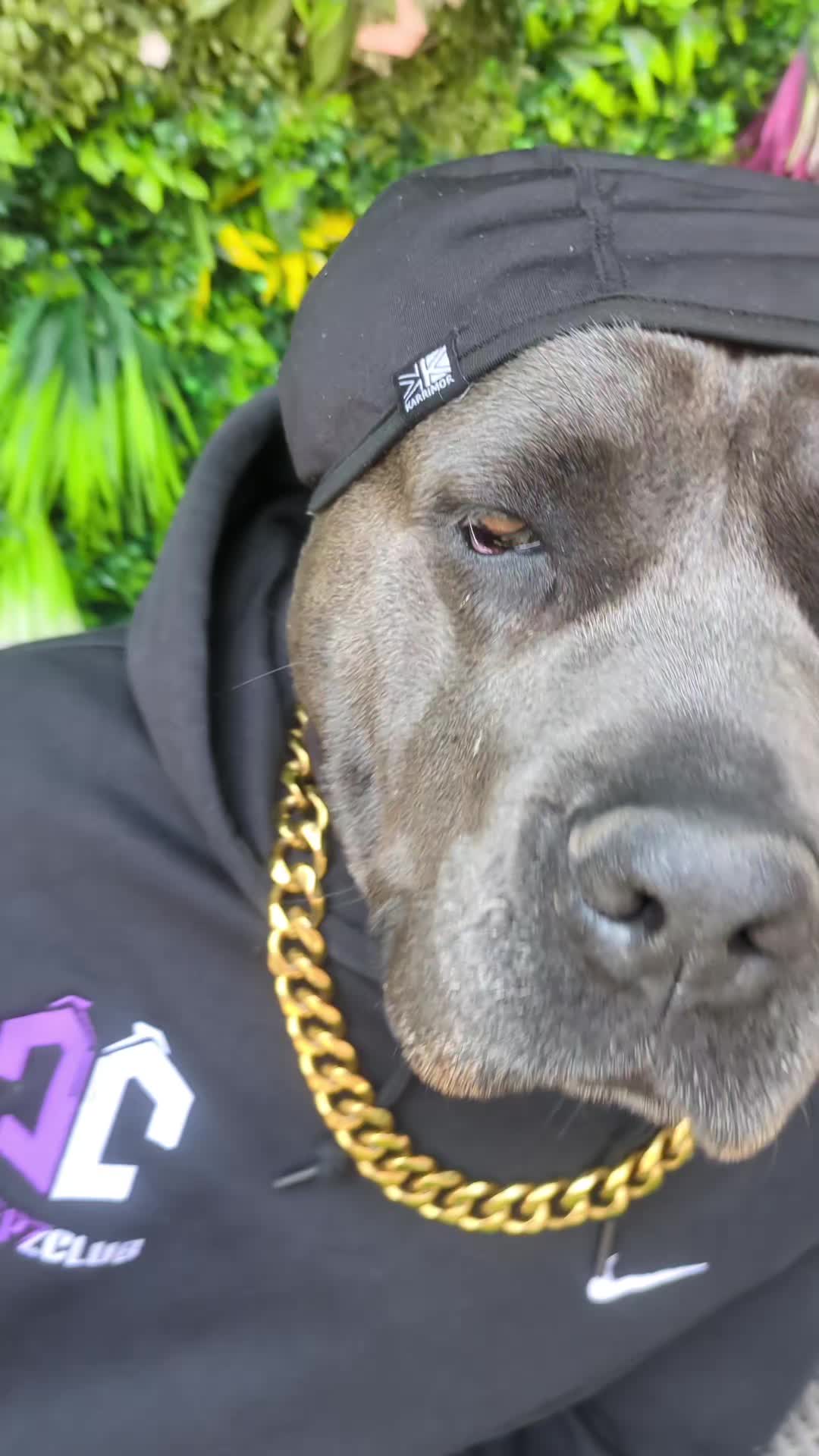@mist_the_canecorso